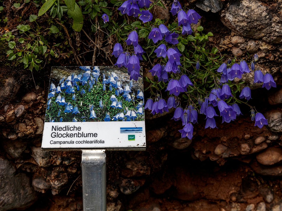 Blumenpfad auf der Rigi